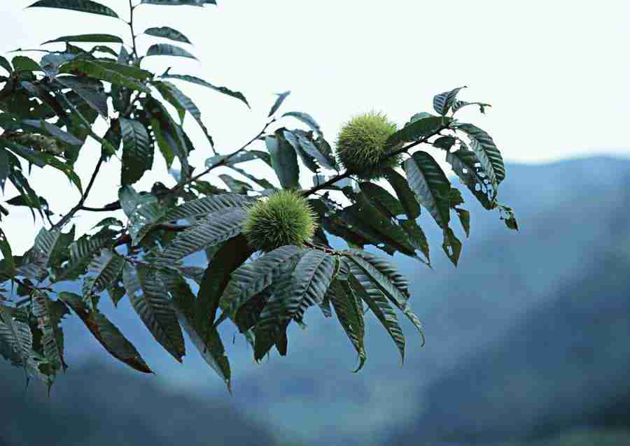 Japanese Yearly Celebrations - Datacraft Sozaijiten  ></a>
<script language=JavaScript> 
  var txt = 