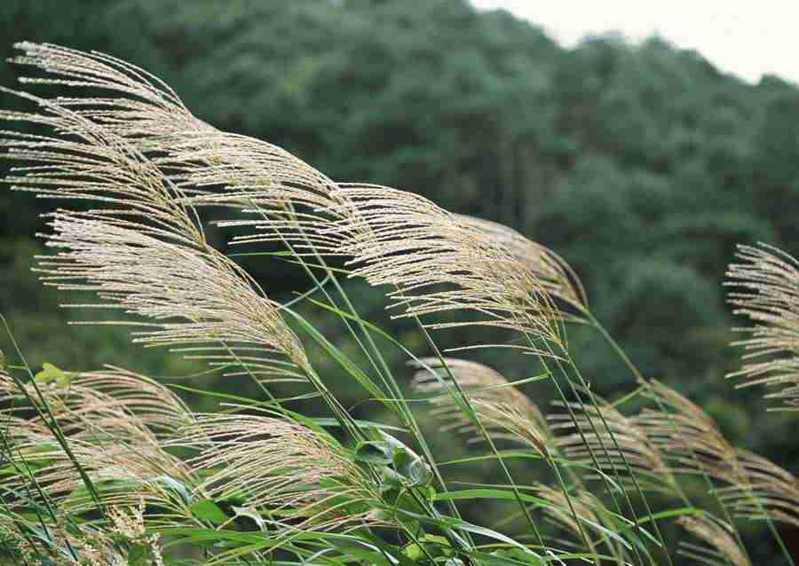 Japanese Yearly Celebrations - Datacraft Sozaijiten  ></a>
<script language=JavaScript> 
  var txt = 