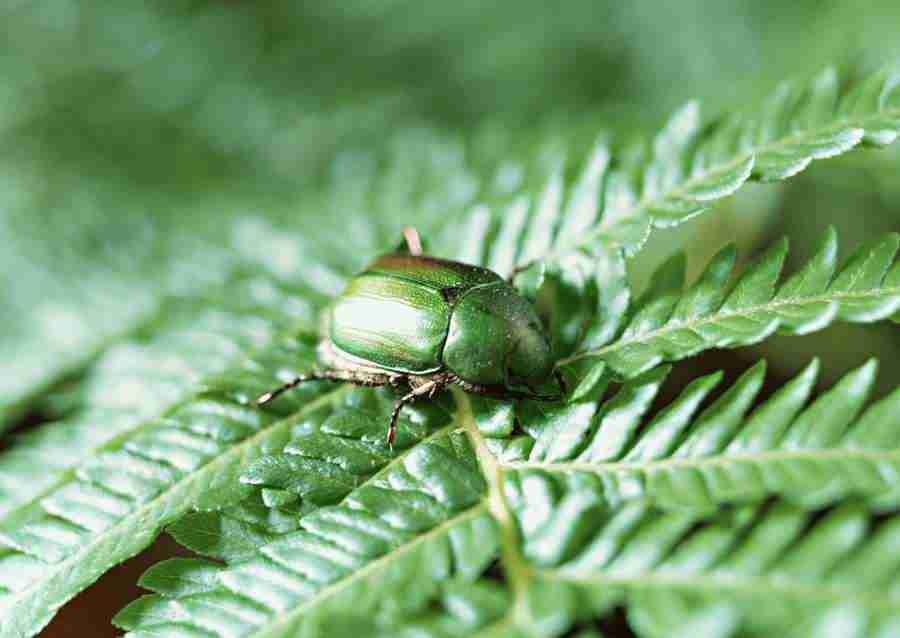 Japanese Yearly Celebrations - Datacraft Sozaijiten  ></a>
<script language=JavaScript> 
  var txt = 