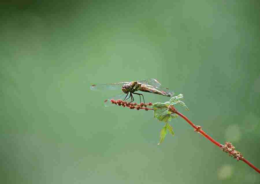 Japanese Yearly Celebrations - Datacraft Sozaijiten  ></a>
<script language=JavaScript> 
  var txt = 