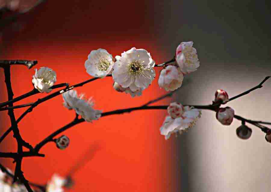 Japanese Yearly Celebrations - Datacraft Sozaijiten  ></a>
<script language=JavaScript> 
  var txt = 