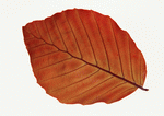 Datacraft Sozaijiten : Leaves 