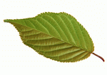 Datacraft Sozaijiten : Leaves 