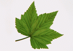 Datacraft Sozaijiten : Leaves 