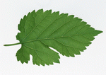 Datacraft Sozaijiten : Leaves 