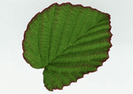 Datacraft Sozaijiten : Leaves 