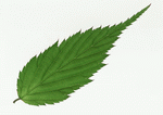 Datacraft Sozaijiten : Leaves 