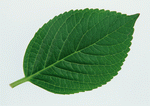 Datacraft Sozaijiten : Leaves 