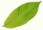 Datacraft Sozaijiten : Leaves 