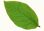 Datacraft Sozaijiten : Leaves 