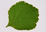 Datacraft Sozaijiten : Leaves 