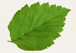 Datacraft Sozaijiten : Leaves 