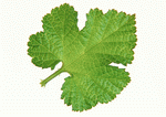 Datacraft Sozaijiten : Leaves 