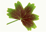 Datacraft Sozaijiten : Leaves 