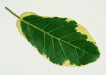 Datacraft Sozaijiten : Leaves 