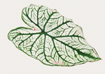 Datacraft Sozaijiten : Leaves 