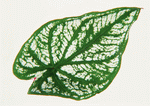 Datacraft Sozaijiten : Leaves 