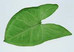 Datacraft Sozaijiten : Leaves 