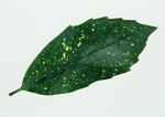 Datacraft Sozaijiten : Leaves 