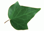 Datacraft Sozaijiten : Leaves 