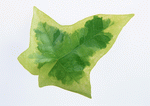 Datacraft Sozaijiten : Leaves 