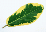 Datacraft Sozaijiten : Leaves 