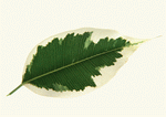 Datacraft Sozaijiten : Leaves 