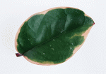 Datacraft Sozaijiten : Leaves 