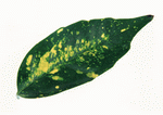 Datacraft Sozaijiten : Leaves 