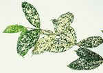 Datacraft Sozaijiten : Leaves 