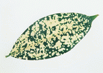 Datacraft Sozaijiten : Leaves 