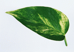 Datacraft Sozaijiten : Leaves 