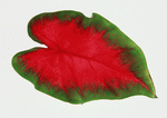 Datacraft Sozaijiten : Leaves 