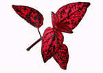 Datacraft Sozaijiten : Leaves 