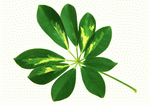 Datacraft Sozaijiten : Leaves 