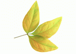 Datacraft Sozaijiten : Leaves 