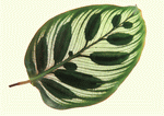 Datacraft Sozaijiten : Leaves 