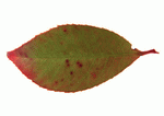 Datacraft Sozaijiten : Leaves 