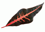 Datacraft Sozaijiten : Leaves 