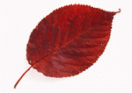 Datacraft Sozaijiten : Leaves 