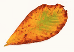 Datacraft Sozaijiten : Leaves 