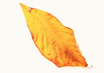 Datacraft Sozaijiten : Leaves 