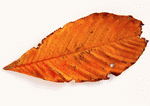 Datacraft Sozaijiten : Leaves 