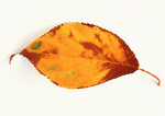 Datacraft Sozaijiten : Leaves 