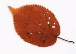 Datacraft Sozaijiten : Leaves 