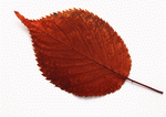 Datacraft Sozaijiten : Leaves 