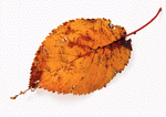 Datacraft Sozaijiten : Leaves 