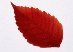 Datacraft Sozaijiten : Leaves 