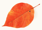 Datacraft Sozaijiten : Leaves 