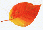 Datacraft Sozaijiten : Leaves 